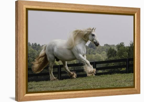 Gypsy Vanner Horse Running, Crestwood, Kentucky-Adam Jones-Framed Premier Image Canvas