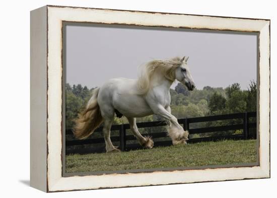 Gypsy Vanner Horse Running, Crestwood, Kentucky-Adam Jones-Framed Premier Image Canvas