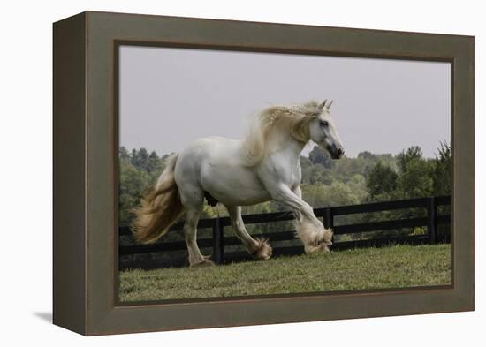 Gypsy Vanner Horse Running, Crestwood, Kentucky-Adam Jones-Framed Premier Image Canvas