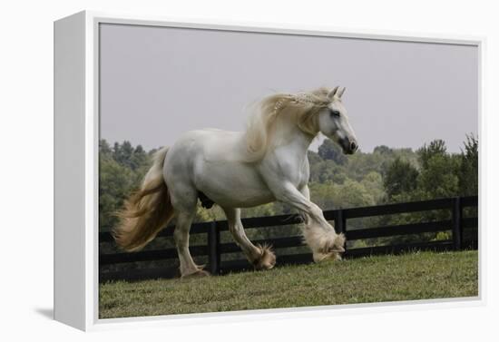 Gypsy Vanner Horse Running, Crestwood, Kentucky-Adam Jones-Framed Premier Image Canvas