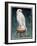 Gyr Falcon, 1986-Sandra Lawrence-Framed Giclee Print