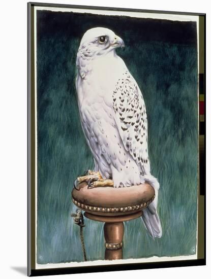 Gyr Falcon, 1986-Sandra Lawrence-Mounted Giclee Print