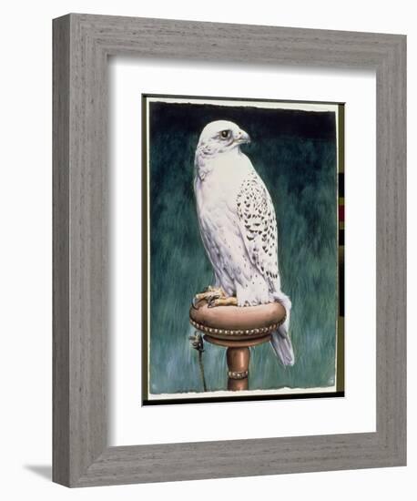 Gyr Falcon, 1986-Sandra Lawrence-Framed Giclee Print