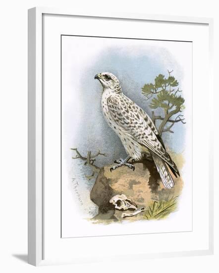 Gyr-Falcon-English-Framed Giclee Print
