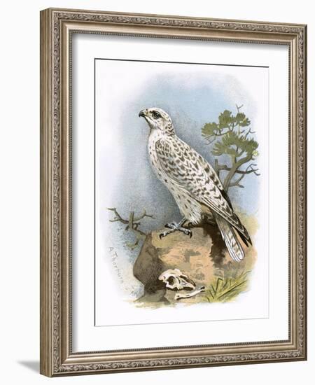 Gyr-Falcon-English-Framed Giclee Print