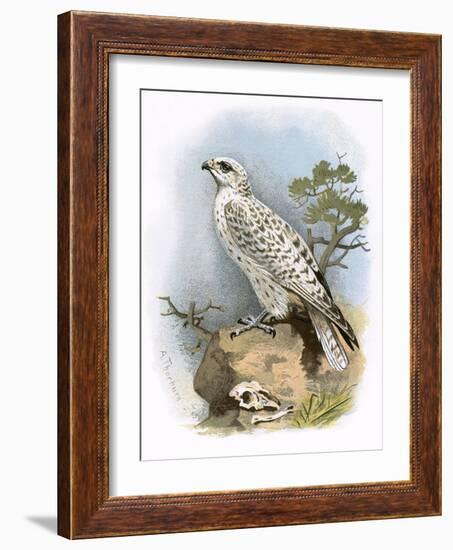 Gyr-Falcon-English-Framed Giclee Print