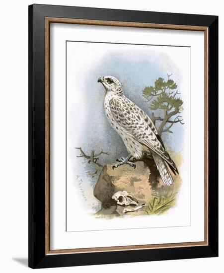 Gyr-Falcon-English-Framed Giclee Print