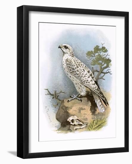 Gyr-Falcon-English-Framed Giclee Print