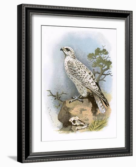 Gyr-Falcon-English-Framed Giclee Print