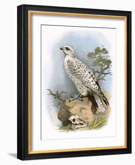 Gyr-Falcon-English-Framed Giclee Print