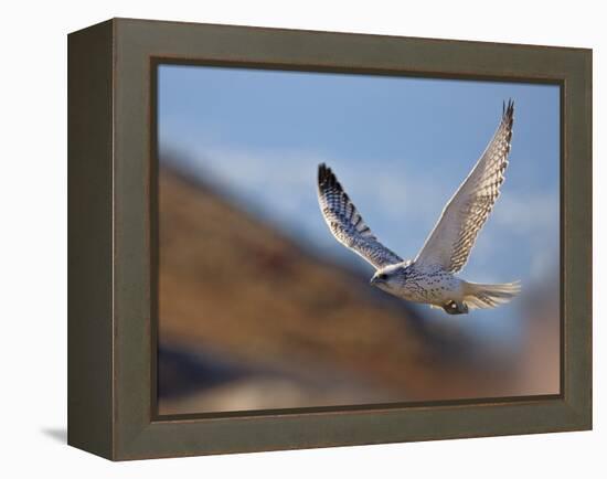 Gyrfalcon (Falco Rusticolus) in Flight, Disko Bay, Greenland, August 2009-Jensen-Framed Premier Image Canvas