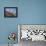 Gyrfalcon (Falco Rusticolus) in Flight, Disko Bay, Greenland, August 2009-Jensen-Framed Premier Image Canvas displayed on a wall