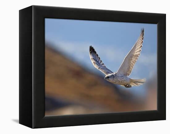 Gyrfalcon (Falco Rusticolus) in Flight, Disko Bay, Greenland, August 2009-Jensen-Framed Premier Image Canvas