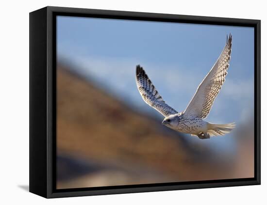 Gyrfalcon (Falco Rusticolus) in Flight, Disko Bay, Greenland, August 2009-Jensen-Framed Premier Image Canvas