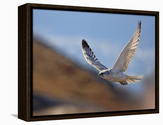 Gyrfalcon (Falco Rusticolus) in Flight, Disko Bay, Greenland, August 2009-Jensen-Framed Premier Image Canvas