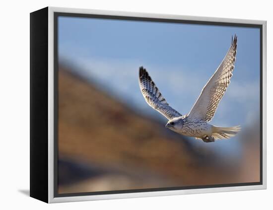 Gyrfalcon (Falco Rusticolus) in Flight, Disko Bay, Greenland, August 2009-Jensen-Framed Premier Image Canvas