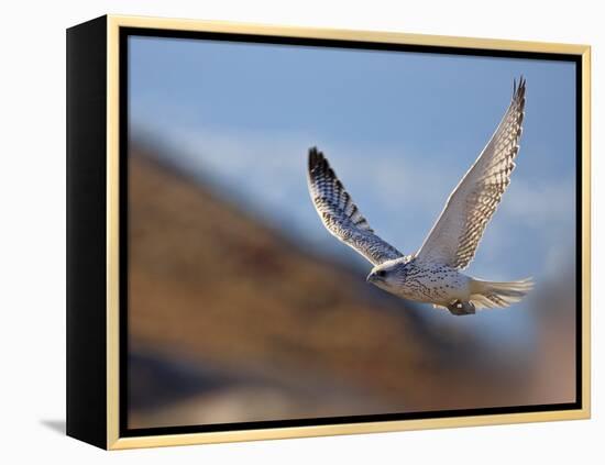 Gyrfalcon (Falco Rusticolus) in Flight, Disko Bay, Greenland, August 2009-Jensen-Framed Premier Image Canvas