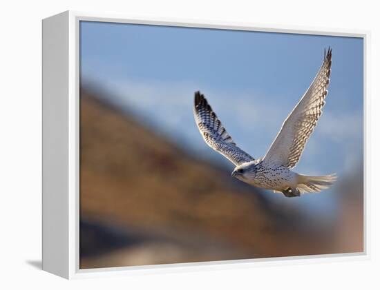 Gyrfalcon (Falco Rusticolus) in Flight, Disko Bay, Greenland, August 2009-Jensen-Framed Premier Image Canvas