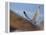 Gyrfalcon (Falco Rusticolus) in Flight, Disko Bay, Greenland, August 2009-Jensen-Framed Premier Image Canvas