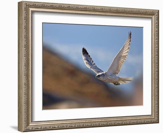 Gyrfalcon (Falco Rusticolus) in Flight, Disko Bay, Greenland, August 2009-Jensen-Framed Photographic Print