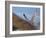 Gyrfalcon (Falco Rusticolus) in Flight, Disko Bay, Greenland, August 2009-Jensen-Framed Photographic Print