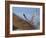 Gyrfalcon (Falco Rusticolus) in Flight, Disko Bay, Greenland, August 2009-Jensen-Framed Photographic Print