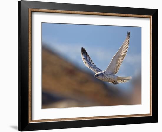 Gyrfalcon (Falco Rusticolus) in Flight, Disko Bay, Greenland, August 2009-Jensen-Framed Photographic Print