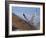 Gyrfalcon (Falco Rusticolus) in Flight, Disko Bay, Greenland, August 2009-Jensen-Framed Photographic Print