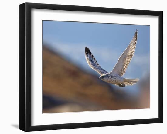 Gyrfalcon (Falco Rusticolus) in Flight, Disko Bay, Greenland, August 2009-Jensen-Framed Photographic Print