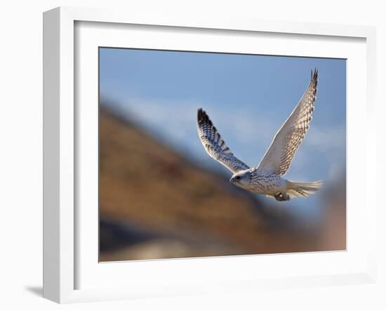 Gyrfalcon (Falco Rusticolus) in Flight, Disko Bay, Greenland, August 2009-Jensen-Framed Photographic Print