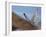 Gyrfalcon (Falco Rusticolus) in Flight, Disko Bay, Greenland, August 2009-Jensen-Framed Photographic Print