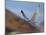 Gyrfalcon (Falco Rusticolus) in Flight, Disko Bay, Greenland, August 2009-Jensen-Mounted Photographic Print