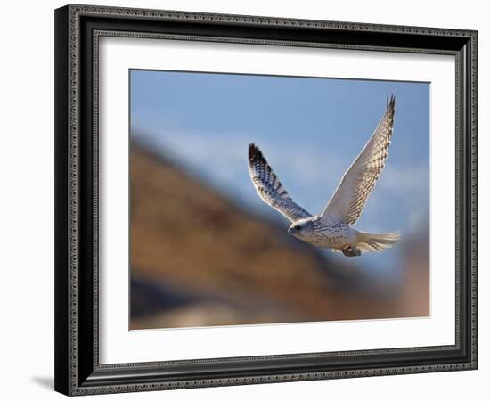 Gyrfalcon (Falco Rusticolus) in Flight, Disko Bay, Greenland, August 2009-Jensen-Framed Photographic Print