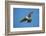 Gyrfalcon (Falco Rusticolus) in Flight, Thingeyjarsyslur, Iceland, June 2009-Bergmann-Framed Photographic Print