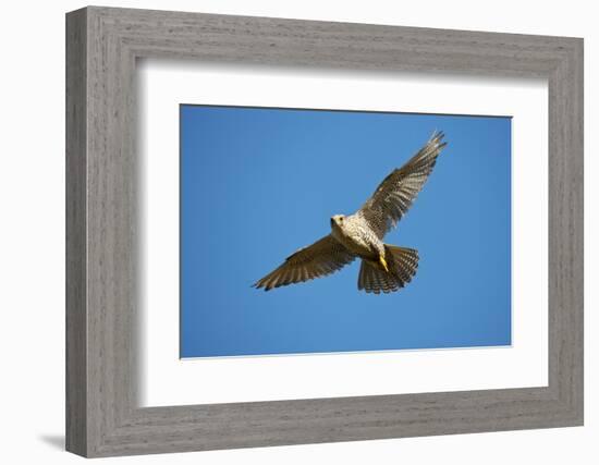 Gyrfalcon (Falco Rusticolus) in Flight, Thingeyjarsyslur, Iceland, June 2009-Bergmann-Framed Photographic Print