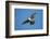 Gyrfalcon (Falco Rusticolus) in Flight, Thingeyjarsyslur, Iceland, June 2009-Bergmann-Framed Photographic Print