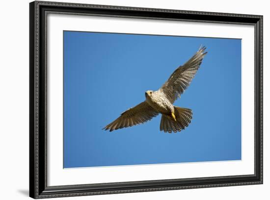 Gyrfalcon (Falco Rusticolus) in Flight, Thingeyjarsyslur, Iceland, June 2009-Bergmann-Framed Photographic Print