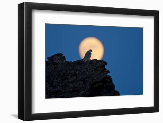 Gyrfalcon (Falco Rusticolus) Silhouetted at Full Moon, Myvatn, Thingeyjarsyslur, Iceland, April-Bergmann-Framed Photographic Print