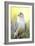 Gyrfalcon-Linda Wright-Framed Photographic Print