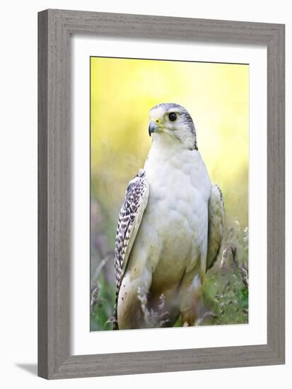 Gyrfalcon-Linda Wright-Framed Photographic Print