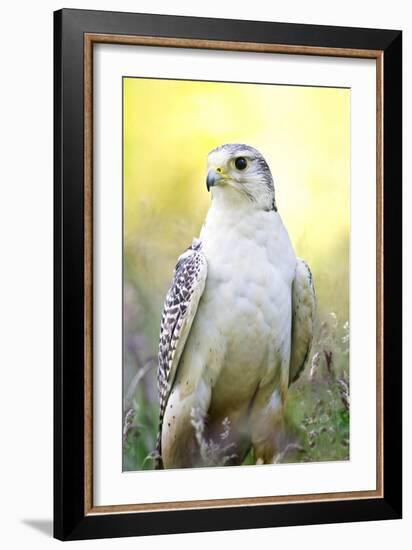 Gyrfalcon-Linda Wright-Framed Photographic Print