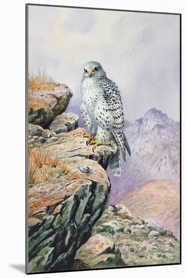 Gyrfalcon-Carl Donner-Mounted Giclee Print
