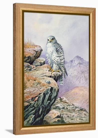 Gyrfalcon-Carl Donner-Framed Premier Image Canvas