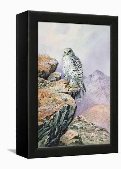 Gyrfalcon-Carl Donner-Framed Premier Image Canvas