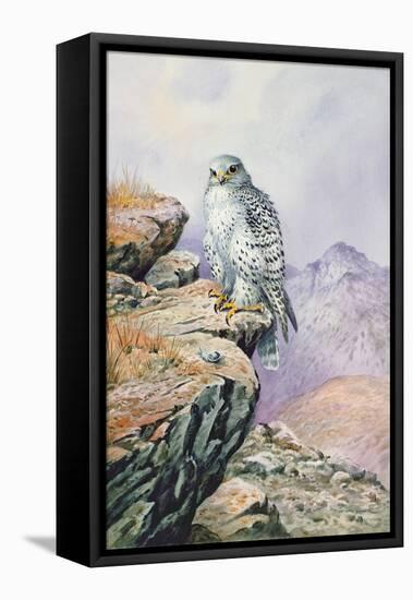 Gyrfalcon-Carl Donner-Framed Premier Image Canvas