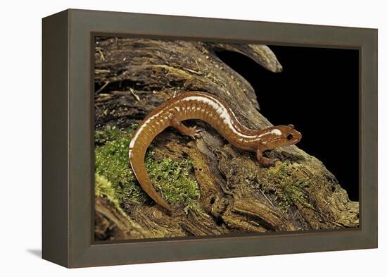 Gyrinophilus Porphyriticus (Spring Salamander)-Paul Starosta-Framed Premier Image Canvas