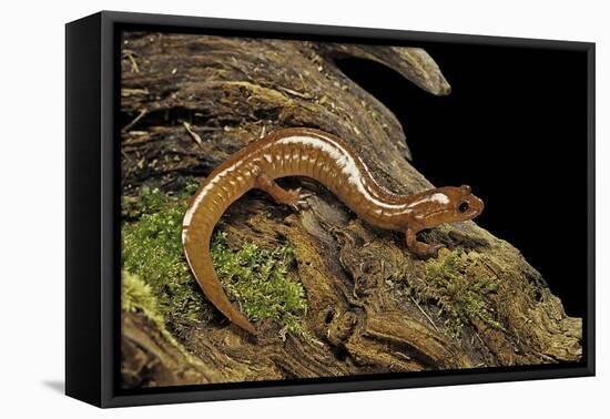 Gyrinophilus Porphyriticus (Spring Salamander)-Paul Starosta-Framed Premier Image Canvas