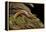 Gyrinophilus Porphyriticus (Spring Salamander)-Paul Starosta-Framed Premier Image Canvas