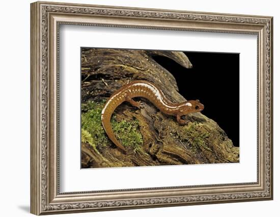 Gyrinophilus Porphyriticus (Spring Salamander)-Paul Starosta-Framed Photographic Print