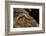 Gyrinophilus Porphyriticus (Spring Salamander)-Paul Starosta-Framed Photographic Print
